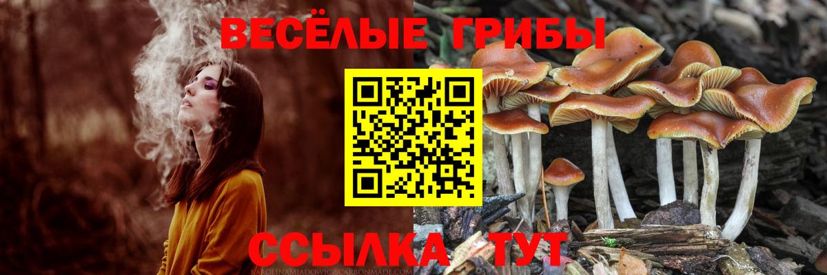 Псилоцибиновые грибы Psilocybine cubensis Отрадный
